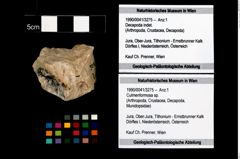 Foto (Objekt + Etikett) von Culmenformosa sp.  (NHMW-GEO-1990-0041-3275)